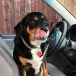 Rottweiler-Labrador