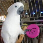 The-Cockatoo