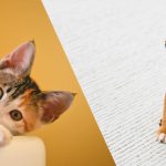 safe-for-pets-banner