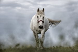 a horse running