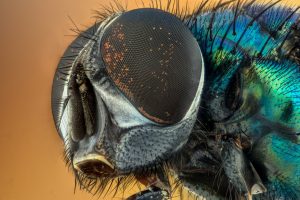 Flies and Bones