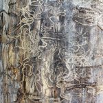 termite-71313_1280