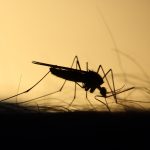 mosquito biting human
