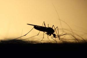 mosquito biting human