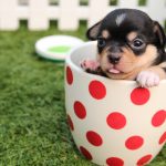 Dallas Puppy
