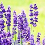lavender-1117274_640