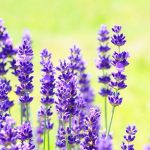 lavender