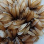 termites