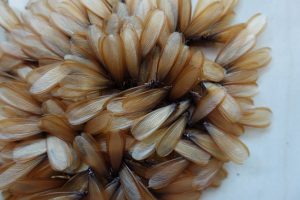 termites with wings