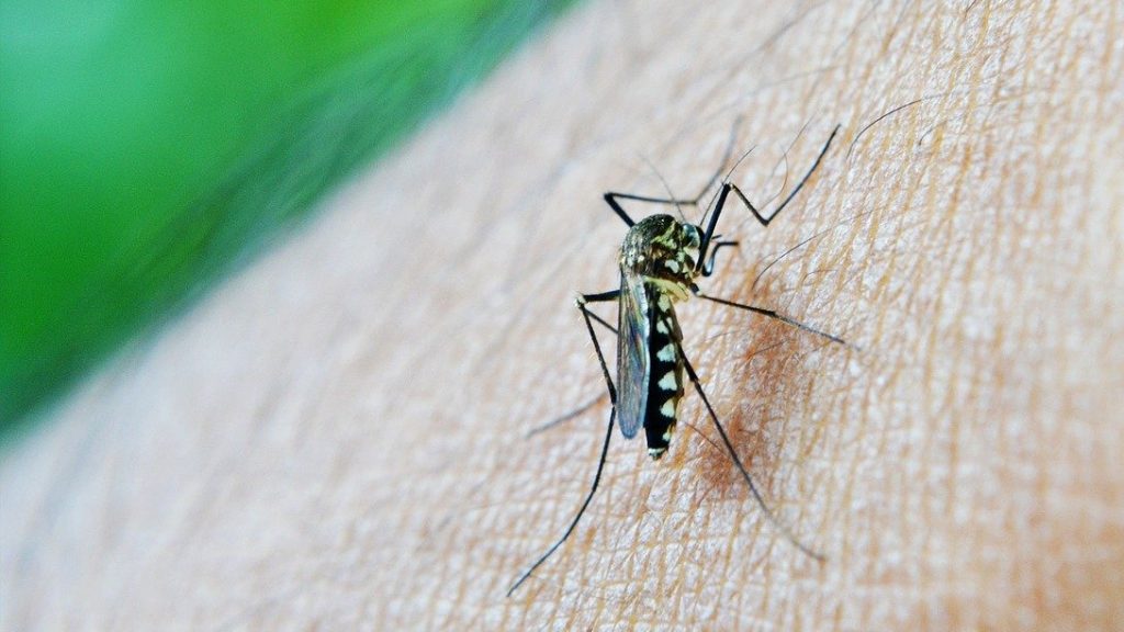 Dallas Natural Mosquito Treatment in Dallas TX EcoSafe