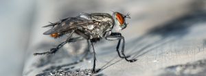 A fly on a surface