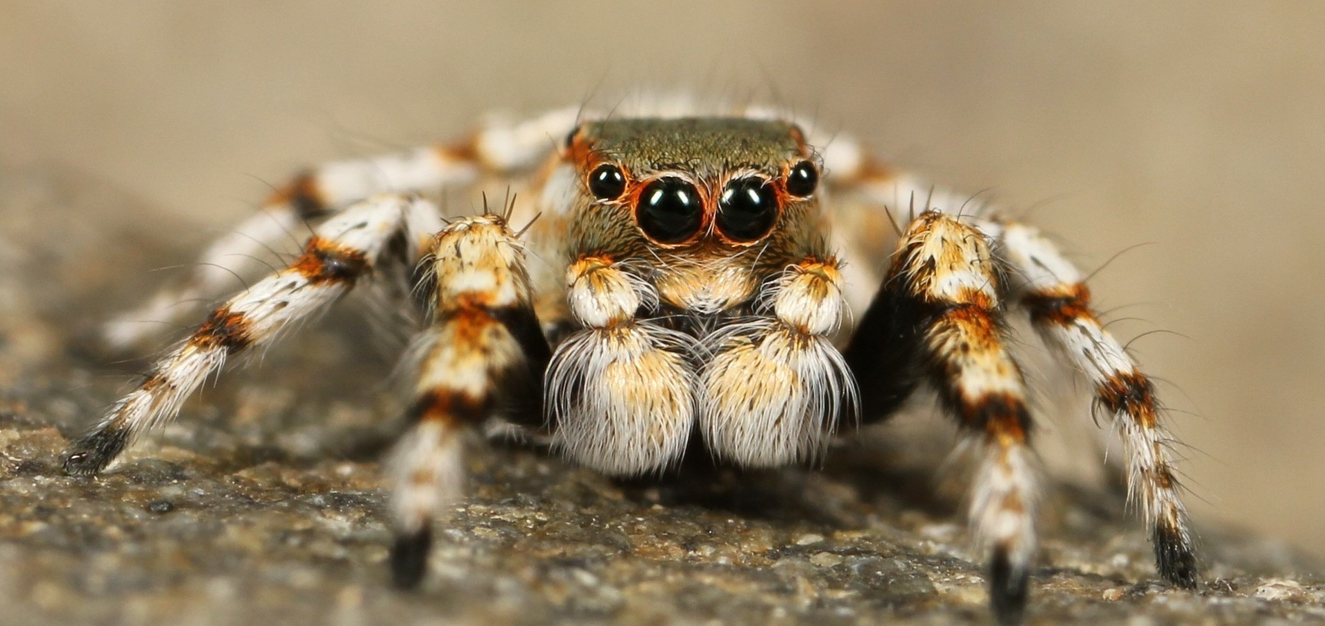 https://ecosafepest.com/wp-content/uploads/2020/08/spiders-in-dallas-tx.jpg