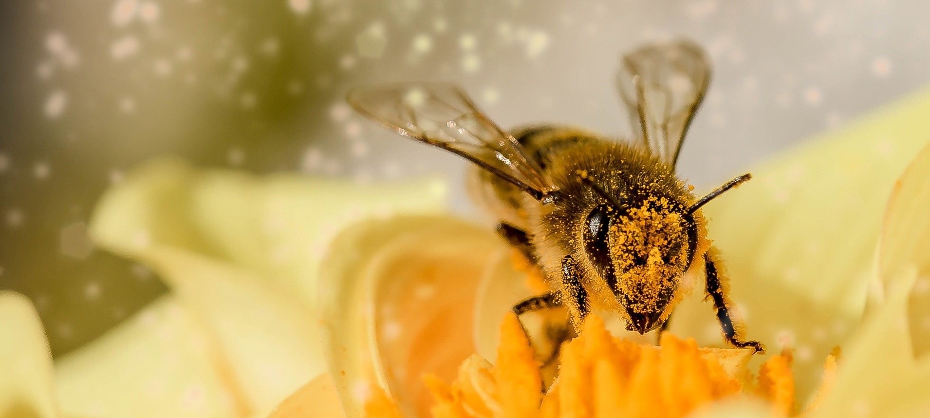 https://ecosafepest.com/wp-content/uploads/2020/10/dallas-bees.jpg