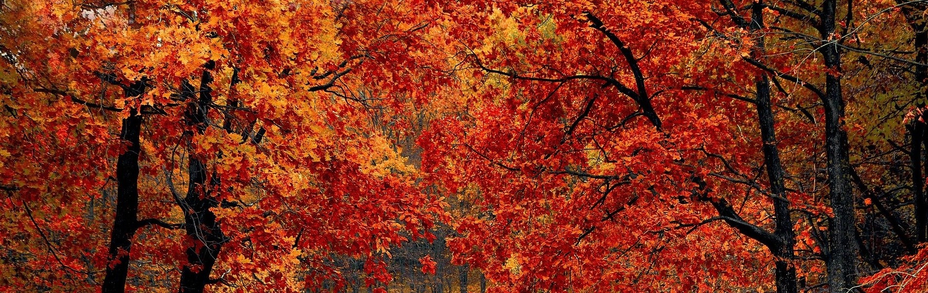 https://ecosafepest.com/wp-content/uploads/2020/10/fall-in-Dallas.jpg