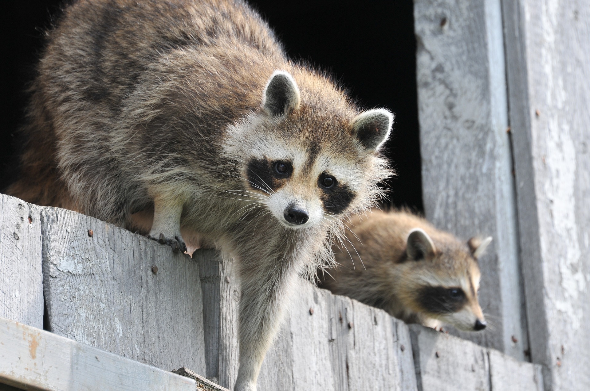 https://ecosafepest.com/wp-content/uploads/2021/12/dallas-pest-control-wildlife-racoons-.jpg
