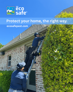 Eco-Safe Dallas Green Pest Control In Action