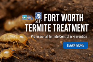 Close-up of termites crawling on wood surface representing termite infestation in Fort Worth homes. Image shows a Fort Worth termite.