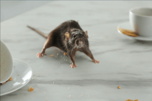 Startled rat on a kitchen counter surrounded by dishes and crumbs