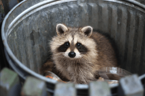 Raccoon in a trash can full of trash