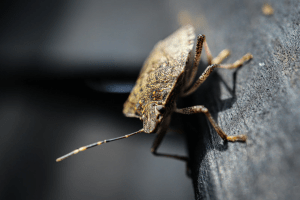 Smelly stinkbug pests in DFW homes