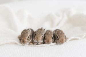 Baby Bunnies DFW