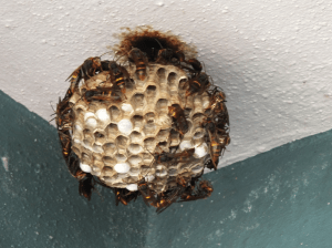 DFW Homes Wasp Nest