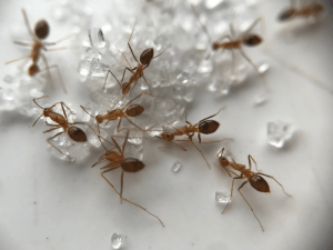 DFW Ants Eating Sugar