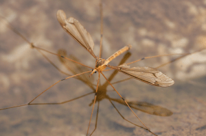 DFW Crane Fly