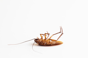 DFW Homeowners Fear Cockroaches