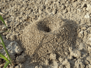 Dangerous DFW Fire ant mound
