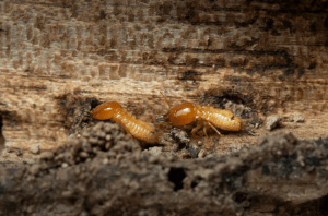 Termites threaten DFW homeowners