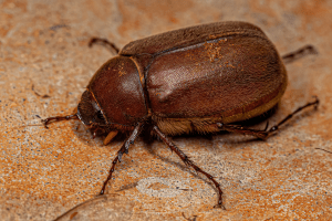 Pesky June bugs in DFW summer