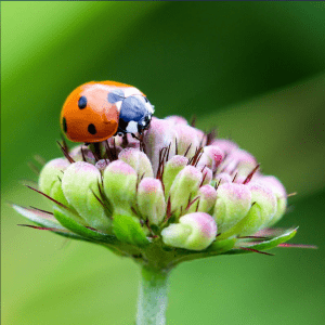 Beneficial bugs are free pest control
