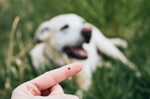 Fleas & ticks around Fido