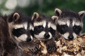 Baby Raccoons Trio