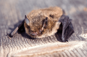 Cute Little Bat
