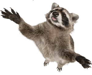 DFW Wildlife Raccoon