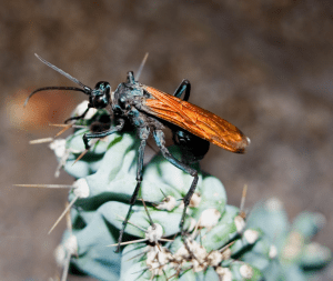 Tarantula Hawk Wasp Sting DFW