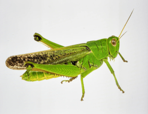 DFW Grasshopper Garden Lawn Pest