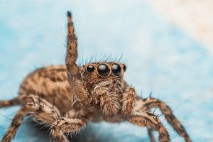 DFW Cute Jumping Spider