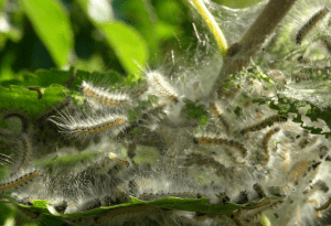 DFW Bagworm Tree Pest