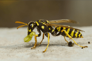 Yellow Jacket Feeding DFW