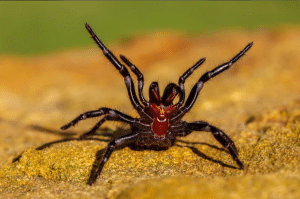 Black and red spider with its legs spread out for Eco-Safe Pest Control's DFW spider-control article.