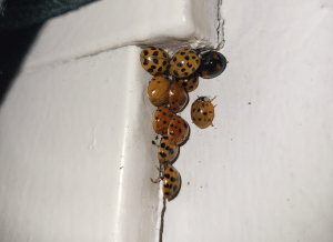 Group of Asian lady beetles gathered on a wall inside a DFW home.