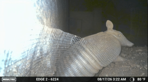Armadillo trail camera footage from a DFW home